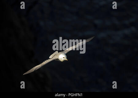 Le Fulmar boréal en vol au dessus de la mer sur St Kilda Banque D'Images