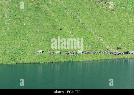 Schrecksee Allgäuer Alpen : lake, vache vaches, ALP, Schwaben, Allgäu, souabe, Bayern, Bavière, Allemagne Banque D'Images