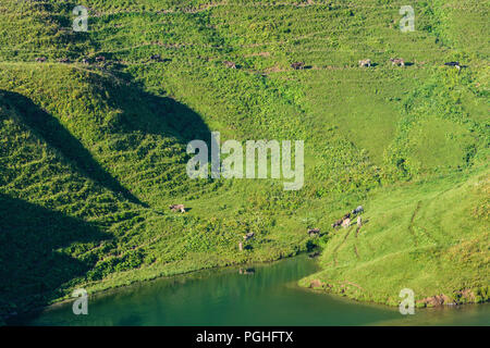 Schrecksee Allgäuer Alpen : lake, vache vaches, ALP, Schwaben, Allgäu, souabe, Bayern, Bavière, Allemagne Banque D'Images