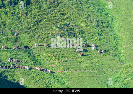 Schrecksee Allgäuer Alpen : lake, vache vaches, ALP, Schwaben, Allgäu, souabe, Bayern, Bavière, Allemagne Banque D'Images