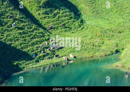 Schrecksee Allgäuer Alpen : lake, vache vaches, ALP, Schwaben, Allgäu, souabe, Bayern, Bavière, Allemagne Banque D'Images