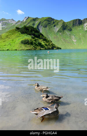 Schrecksee Allgäuer Alpen : lake, Canard colvert (Anas platyrhynchos), place, nageur, sunbather, ALP, Schwaben, Allgäu, souabe, Bayern, Bavaria, Banque D'Images