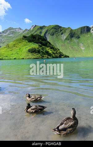 Schrecksee Allgäuer Alpen : lake, Canard colvert (Anas platyrhynchos), place, nageur, sunbather, ALP, Schwaben, Allgäu, souabe, Bayern, Bavaria, Banque D'Images