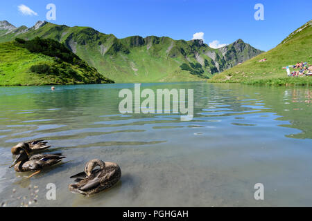 Schrecksee Allgäuer Alpen : lake, Canard colvert (Anas platyrhynchos), place, nageur, sunbather, ALP, Schwaben, Allgäu, souabe, Bayern, Bavaria, Banque D'Images