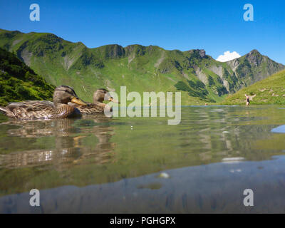 Schrecksee Allgäuer Alpen : lake, Canard colvert (Anas platyrhynchos), place, nageur, sunbather, ALP, Schwaben, Allgäu, souabe, Bayern, Bavaria, Banque D'Images