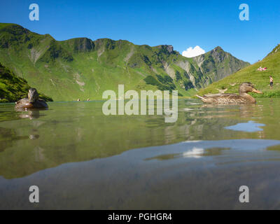 Schrecksee Allgäuer Alpen : lake, Canard colvert (Anas platyrhynchos), place, nageur, sunbather, ALP, Schwaben, Allgäu, souabe, Bayern, Bavaria, Banque D'Images