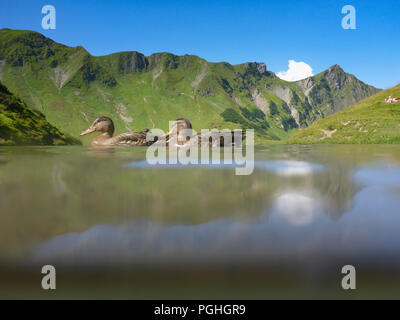 Schrecksee Allgäuer Alpen : lake, Canard colvert (Anas platyrhynchos), place, nageur, sunbather, ALP, Schwaben, Allgäu, souabe, Bayern, Bavaria, Banque D'Images