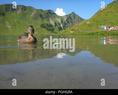 Schrecksee Allgäuer Alpen : lake, Canard colvert (Anas platyrhynchos), place, nageur, sunbather, ALP, Schwaben, Allgäu, souabe, Bayern, Bavaria, Banque D'Images