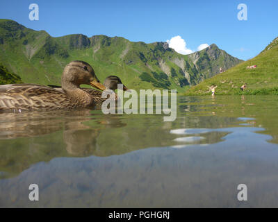 Schrecksee Allgäuer Alpen : lake, Canard colvert (Anas platyrhynchos), place, nageur, sunbather, ALP, Schwaben, Allgäu, souabe, Bayern, Bavaria, Banque D'Images
