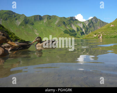Schrecksee Allgäuer Alpen : lake, Canard colvert (Anas platyrhynchos), place, nageur, sunbather, ALP, Schwaben, Allgäu, souabe, Bayern, Bavaria, Banque D'Images