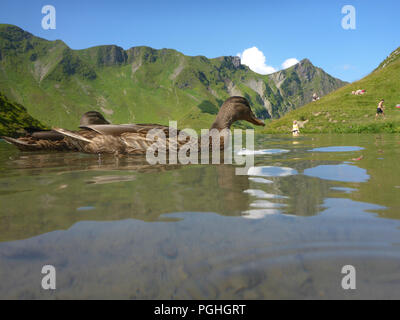 Schrecksee Allgäuer Alpen : lake, Canard colvert (Anas platyrhynchos), place, nageur, sunbather, ALP, Schwaben, Allgäu, souabe, Bayern, Bavaria, Banque D'Images