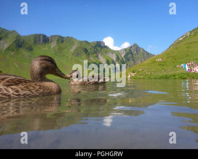 Schrecksee Allgäuer Alpen : lake, Canard colvert (Anas platyrhynchos), place, nageur, sunbather, ALP, Schwaben, Allgäu, souabe, Bayern, Bavaria, Banque D'Images