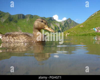 Schrecksee Allgäuer Alpen : lake, Canard colvert (Anas platyrhynchos), place, nageur, sunbather, ALP, Schwaben, Allgäu, souabe, Bayern, Bavaria, Banque D'Images