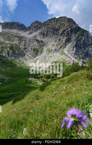 Allgäuer Alpen : Prinz-Luitpold-Haus, fleurs, sommet des Wiedemerkopf avec dolomite principale pliage, Schwaben, Allgäu, souabe, Bayern, Bavaria, Banque D'Images