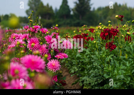 Dahlias sur l'affichage avec les pollinisateurs à l'œuvre, Canby Oregon Banque D'Images