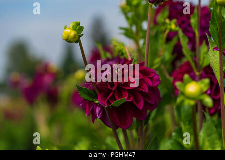 Dahlias sur l'affichage avec les pollinisateurs à l'œuvre, Canby Oregon Banque D'Images