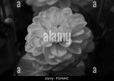 Dahlias sur l'affichage avec les pollinisateurs à l'œuvre, Canby Oregon Banque D'Images