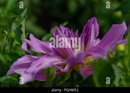 Dahlias sur l'affichage avec les pollinisateurs à l'œuvre, Canby Oregon Banque D'Images