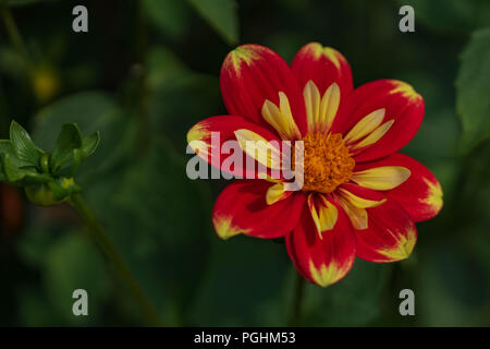 Dahlias sur l'affichage avec les pollinisateurs à l'œuvre, Canby Oregon Banque D'Images