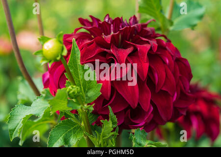 Dahlias sur l'affichage avec les pollinisateurs à l'œuvre, Canby Oregon Banque D'Images