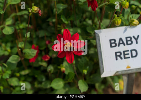 Dahlias sur l'affichage avec les pollinisateurs à l'œuvre, Canby Oregon Banque D'Images