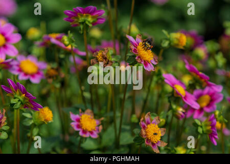 Dahlias sur l'affichage avec les pollinisateurs à l'œuvre, Canby Oregon Banque D'Images