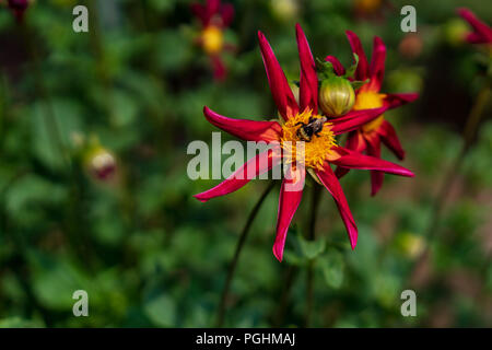 Dahlias sur l'affichage avec les pollinisateurs à l'œuvre, Canby Oregon Banque D'Images