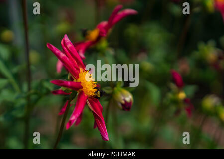 Dahlias sur l'affichage avec les pollinisateurs à l'œuvre, Canby Oregon Banque D'Images