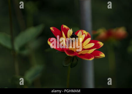 Dahlias sur l'affichage avec les pollinisateurs à l'œuvre, Canby Oregon Banque D'Images