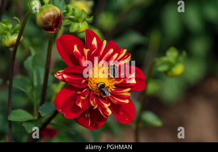 Dahlias sur l'affichage avec les pollinisateurs à l'œuvre, Canby Oregon Banque D'Images