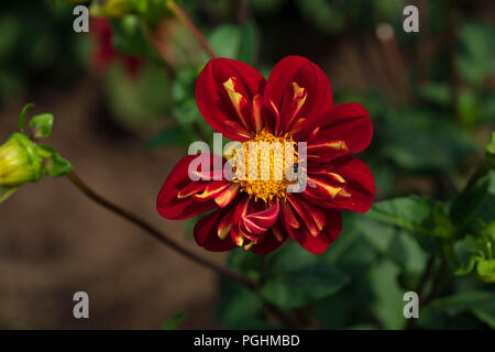 Dahlias sur l'affichage avec les pollinisateurs à l'œuvre, Canby Oregon Banque D'Images