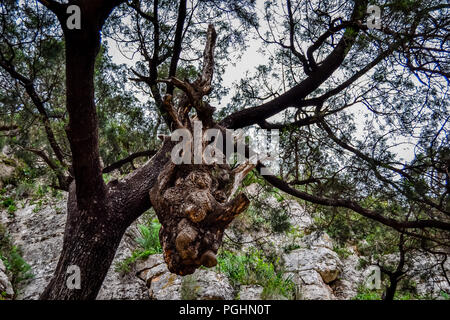 Journée à forêt de Nador Banque D'Images