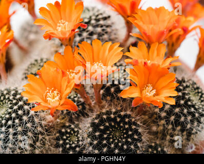 La couronne de flamme - Cactus Rebutia Flavistyla Banque D'Images