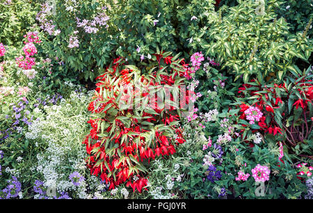 L'usine rouge vif dans le jardin Banque D'Images