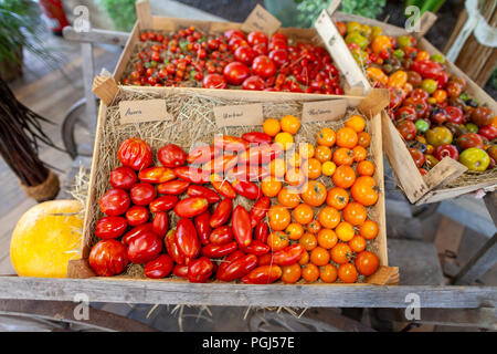 Les différentes variétés de tomate se trouve dans un panier Banque D'Images