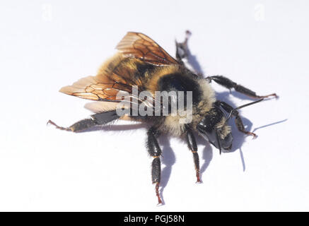 White-shouldered bourdon (Bombus appositus) Deer Park, Olympic National Park, Washington Banque D'Images