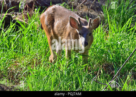 Un jeune mâle à queue noire (Odocoileus hemionus columbianus) ; jusqu'à qu'il se nourrit d'une végétation verte sur l'île de Vancouver, Colombie-Britannique Banque D'Images