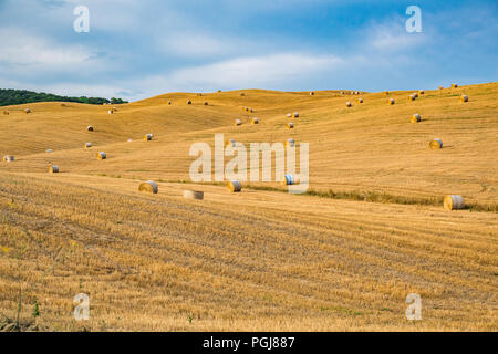 Les grosses balles rondes de foin dans les collines de la Toscane, Italie Banque D'Images