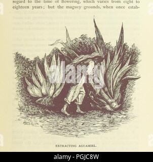 Libre à partir de la page 351 de '[voyages au Mexique et la vie parmi les Mexicains ... Avec 190 illustrations, etc.]' . Banque D'Images