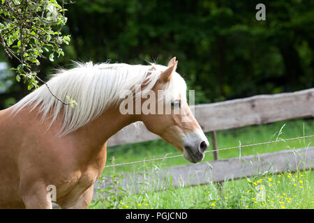 Cheval haflinger attendant dehors portrait Banque D'Images