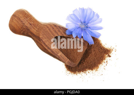 Fleur de chicorée chicorée instantanée et poudres de bois en écope isolé sur un fond blanc. Cichorium intybus. Banque D'Images