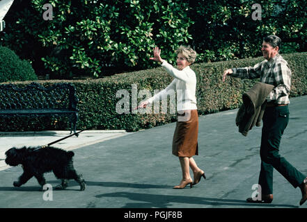 Washington DC 1985/03/01 Le président Reagan et Première dame Nancy Reagan arrivant à la Maison Blanche du Camp David avec leur chien, Lucky en mars 1985 Photographie par Dennis Brack Banque D'Images