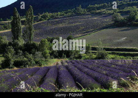 Paysage de champs de lavande en Provence française, Sault Banque D'Images