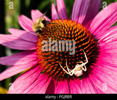 Un crabe araignée, Thomisidae, furtivement vers le haut sur un bourdon, Bombus, sur un cône rose fleur dans un jardin en spéculateur, NY USA Banque D'Images