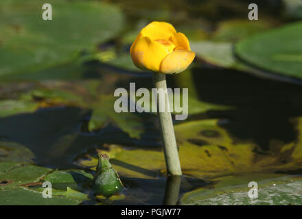 Un joli à l'eau jaune (Nuphar lutea) lilly une plante sauvage poussant dans un ruisseau au Royaume-Uni. Banque D'Images