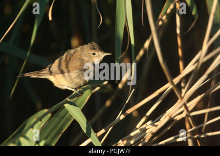 Un mignon jeune Reed (Acrocephalus scirpaceus) perché sur un roseau dans la roselière. Il attend que ses parents de revenir et de le nourrir. Banque D'Images