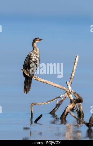 Cendré ardea cormoran perché sur une branche dans le lac Banque D'Images