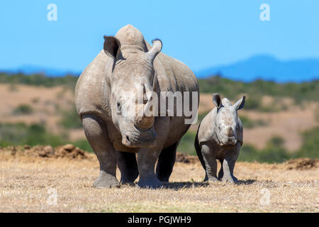 Le rhinocéros blanc d'Afrique, parc national du Kenya Banque D'Images