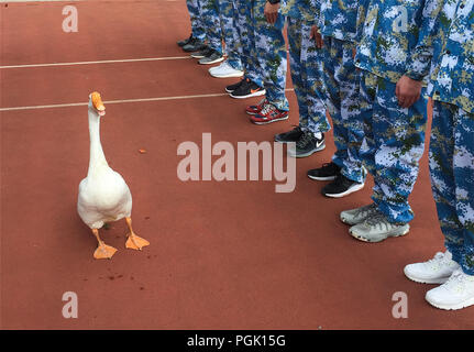 Wuxi, Wuxi, Chine. Août 27, 2018. Wuxi, Chine-animaux, dont des oies, des chèvres et des canards sauvages peuvent être vus dans une école où les étudiants suivent une formation militaire dans l'est de Wuxi, Province de Jiangsu. Crédit : SIPA Asie/ZUMA/Alamy Fil Live News Banque D'Images