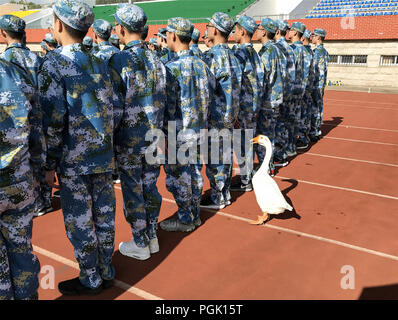 Wuxi, Wuxi, Chine. Août 27, 2018. Wuxi, Chine-animaux, dont des oies, des chèvres et des canards sauvages peuvent être vus dans une école où les étudiants suivent une formation militaire dans l'est de Wuxi, Province de Jiangsu. Crédit : SIPA Asie/ZUMA/Alamy Fil Live News Banque D'Images